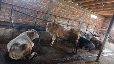 Коровы, быки: Продаю | Бык (самец) | Симментальская, Аулиекольская | Племенные
