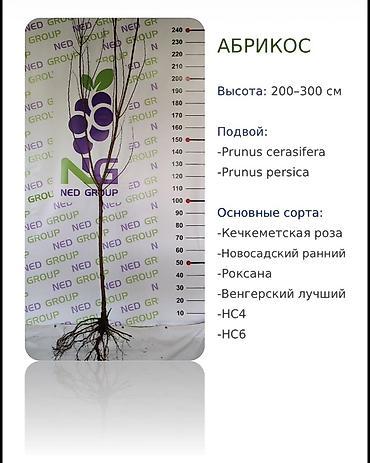 куплю черешню оптом: Саженцы вишни и черешни, опт Саженцы с открытой корневой системой — 2