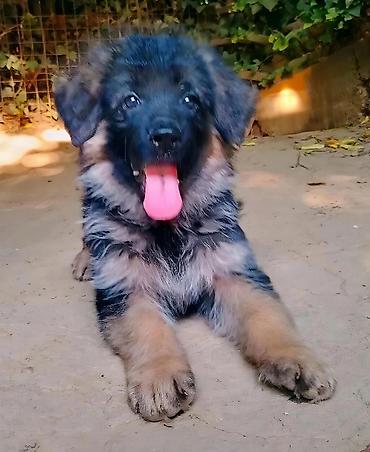 cani corso: Nemački ovčar,odg. Ultra Star iz Beograda,vrhunsko žensko štene — 1