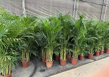 Другие комнатные растения: Комнатное растение с длинными, узкими листьями насыщенного зеленого — 10