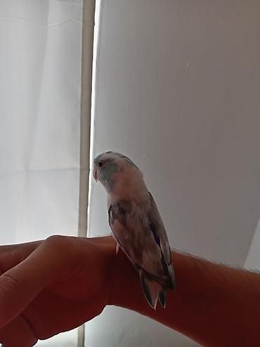 hamster kafesi: Ələ örgəşmiş erkək forpus papuqayı,qəti şəkildə dişləmir. Tam sağlam — 4