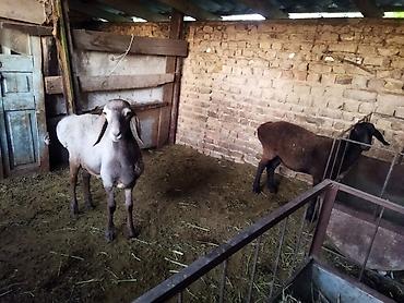 сараи кашары: Продаю | Овца (самка), Баран (самец) | Полукровка | На забой, Для разведения | Осеменитель, Ярка — 5