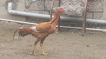 купить лошадь в баку: Bece satlir 8 aylikdi 70 deylir cidi alclar yazsin 0775562613 vatsap