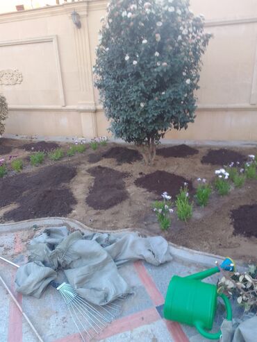 Torf: Torf kakabit peyin qara torpaq satışı 150 ədədən çox alana -da lalafo.az — 13 Torf: Torf kakabit peyin qara torpaq satışı 150 ədədən çox alana — 13