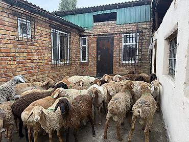 Продам с/х животных: Продаю | Баран (самец) | Полукровка | Для разведения | Ярка — 5