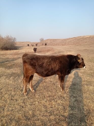 Коровы, быки: Продаю | Бык (самец) | Швицкая | Для разведения, На откорм | Осеменитель — 1