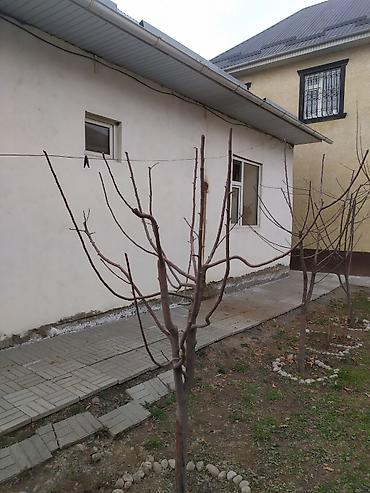 Другие услуги: Жемиш багын Оз убагында, туура бутоо Мол тушум Алма бак бутайбыз Ар — 5