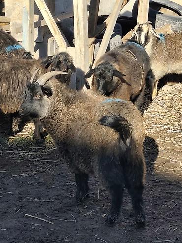 Козы, козлы: Продаю | Коза (самка), Козёл (самец), Козлёнок — 9