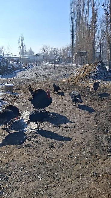 Продажа участков: 13 соток — 1