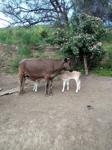 сарай для коров: Продаю | Корова (самка) | Алатауская | Для молока