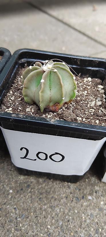 sadnice jagode: Astrophytum capricorne – kolekcijski kaktusi u saksijama - Vrsta — 1