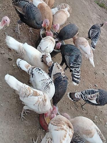 damazlıq heyvanların satışı: Erkək, Damazlıq, Ünvandan götürmə, Ödənişli çatdırılma — 7