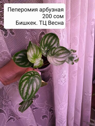 купить почву для комнатных растений: Хойи в ассортименте Цена и название на фото Некоторые сорта