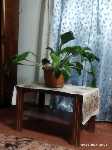 растения цветы: Эухарис Амозанский,комнатные цветы,реальному клиенту уступлю