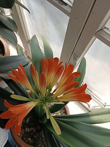 Бөлмө өсүмдүктөрү: Кливия миниата (Clivia miniata) в горшке. - Эффектное комнатное — 3