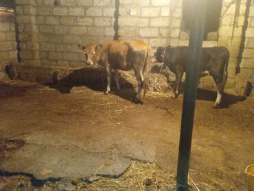 Коровы, быки: Bu mal-qara təsərrüfat üçün idealdır. Saxta mal-qaralardan yaxa