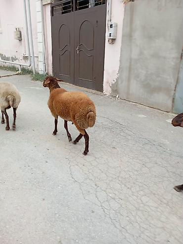 sud sagan pompa: Erkək, Qala, il: 10, 50 kq, Damazlıq, Ünvandan götürmə — 1