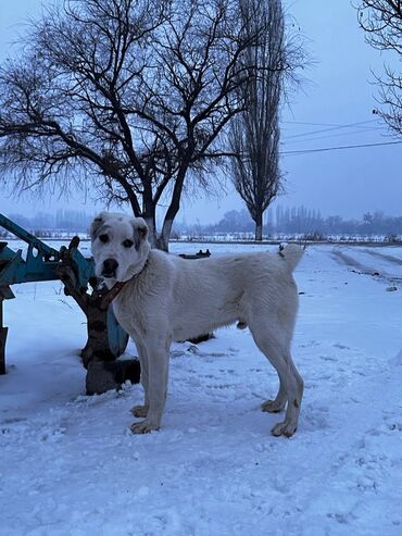 хмонг собака купить москва: Продаю алабая 11 месяцев На фото ему где то 9 По причинам уезда