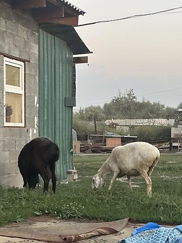 куры простые: Продаю | Овца (самка) | Для разведения — 6