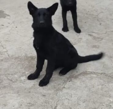 coban: Alman çoban iti, 4 ay, Dişi, Peyvəndli, Ünvandan götürmə, Ödənişli çatdırılma