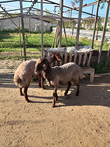 binə atciliq: Qurbanlığ və ya damazlığ qoclardı 1 il 7aylığdı ünvan Binə qəsəbəsində — 1