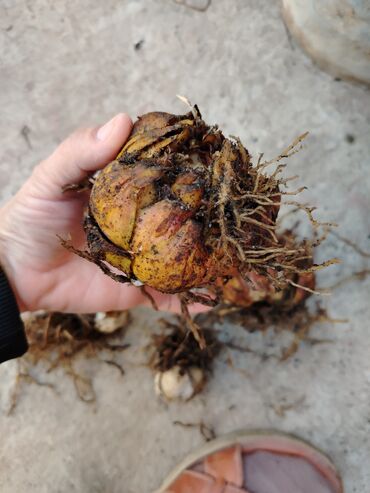 аренда костюма медведя: Продаю луковицы Лилии разных цветов, цвета в перемешку. В районе