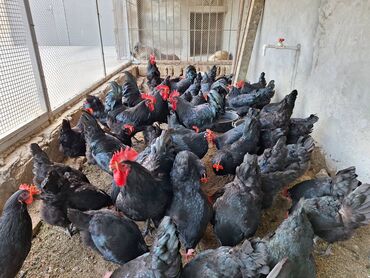 Cücələr: Toyuq cücələri, Damazlıq, Rayonlara çatdırılma, Ödənişli çatdırılma, Ünvandan götürmə — 13