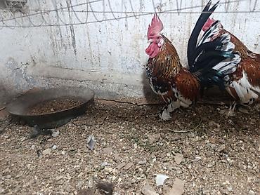 barter itle: Salam yaponka fərəsi ilə barter olunur baxır təklifə — 2