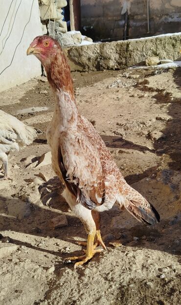 Xoruzlar: Salam Heyratı beçə 80 Heyratı sarıfete Fotoşəkillər Samsung Galaxy A7 — 13