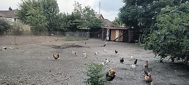 Torpaq sahələrinin satışı: 3 sot, Tikinti, Barter mümkündür, Kupça (Çıxarış) -da lalafo.az — 4 Torpaq sahələrinin satışı: 3 sot, Tikinti, Barter mümkündür, Kupça (Çıxarış) — 4