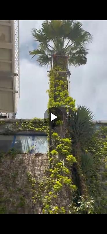 sam agaclari: Palma - Washingtonia robusta 10-12 metr hüdürlüyündə, gövdəsi 40-60 sm — 1