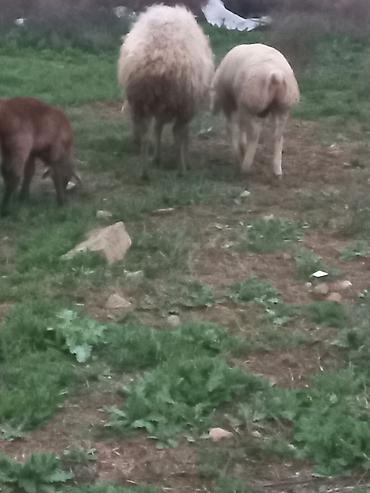 Qoyunlar, qoçlar: Salam heyavanlar satılır 3dənə balalı 1dənə tək 2si birinci qarın 2si — 7