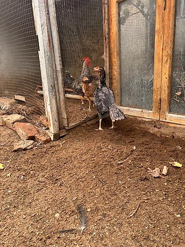 golden retriver it: Toyuq, Damazlıq — 1
