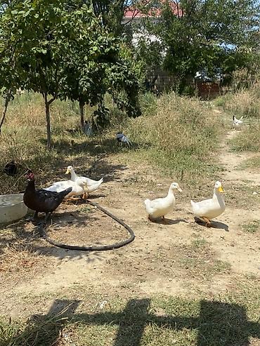 broyler toyuq: Satılır: ördəklər və toyuqlar (qarışıq təsərrüfat quşları) - Növlər — 1