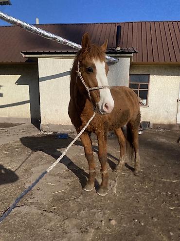 Лошади, кони: Продаю | Конь (самец) | Полукровка | Рабочий — 10