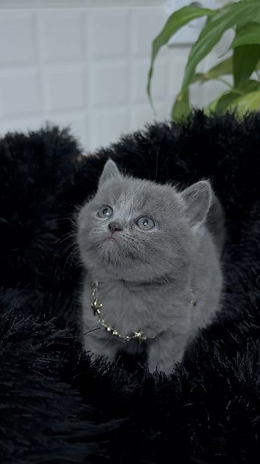 Pişiklər: Britan — 5