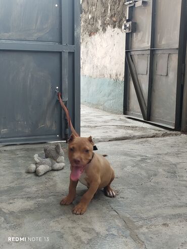 balaca xaski: Pitbul, 2 ay, Erkek, Peyvəndli, Ünvandan götürmə