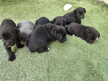 İtlər: 1 ay, Peyvəndli, Rayonlara çatdırılma, Ünvandan götürmə, Pulsuz çatdırılma — 24