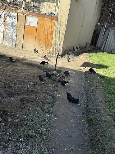 Göyərçinlər: Sade ve dekorativ goyercinler satilir cut ya optom ciddi alicilar — 11