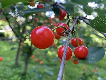 черная речка: 🌿 Продаётся уютная дача — 35 км от шлагбаума. Участок 25 соток в — 9