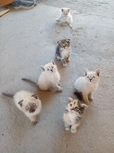 үй жаныбарлар: БЕСПЛАТНО!!! МАМА ШОТЛАНДСКАЯ ВИСЛОУХАЯ!!! Котята, помёт из нескольких — 10