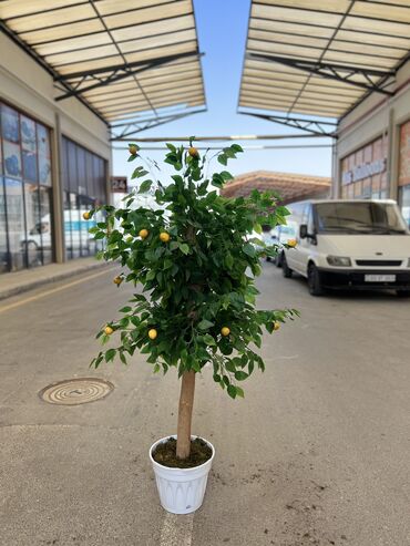 Süni güllər: 50 man baslayan qiymetler — 4