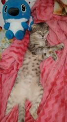 pişik sahiblendirmek: Шотландская, Самка, В добрые руки, Платная доставка