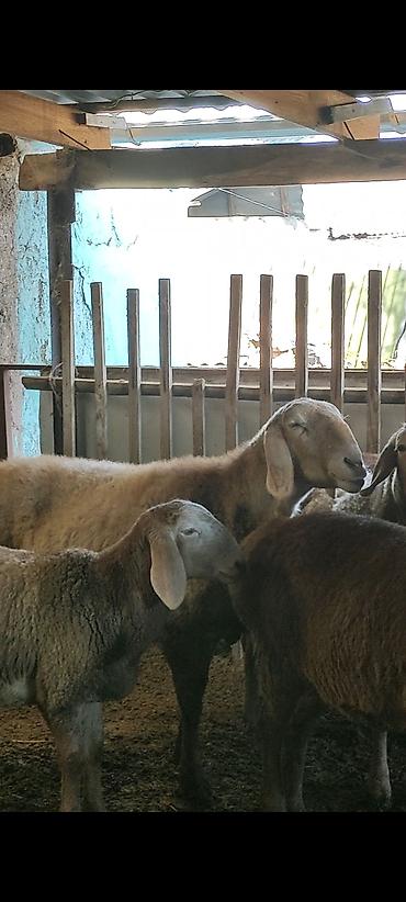 Баран, овца: Продаю | Овца (самка) | Арашан | Для разведения | Ярка — 6