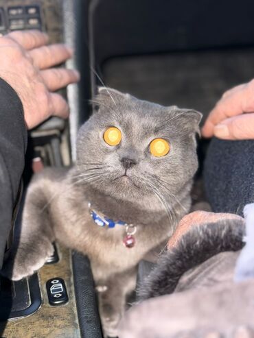 Pişiklər: Şotland yastı qulaq — 4