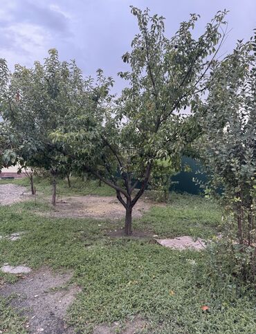 Продажа домов: Дом, 125 м², 5 комнат, Собственник, Евроремонт — 5