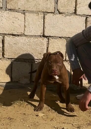 pavlin goyercin satisi: Pitbul, 3 ay, Dişi