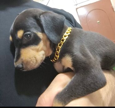 ingilis setter it cinsinin digər adı: Doberman, 1 ay, Dişi, Ünvandan götürmə, Ödənişli çatdırılma