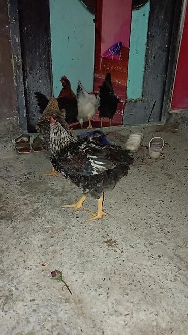 dəvəquşu əti qiyməti: Kənd toyuğu Toyuq Bütöv, Pərakəndə, Ünvandan götürmə — 3