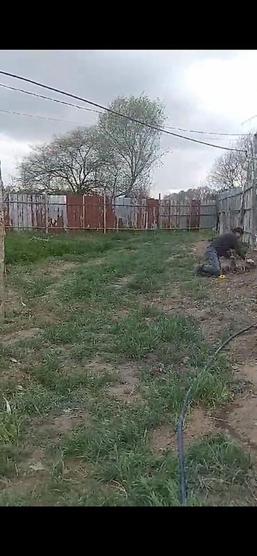 Həyət evləri və villaların satışı: Ev Beyleqan rayonu ölen qala qesebesinde yerlereşir 50 sot heyati var — 5